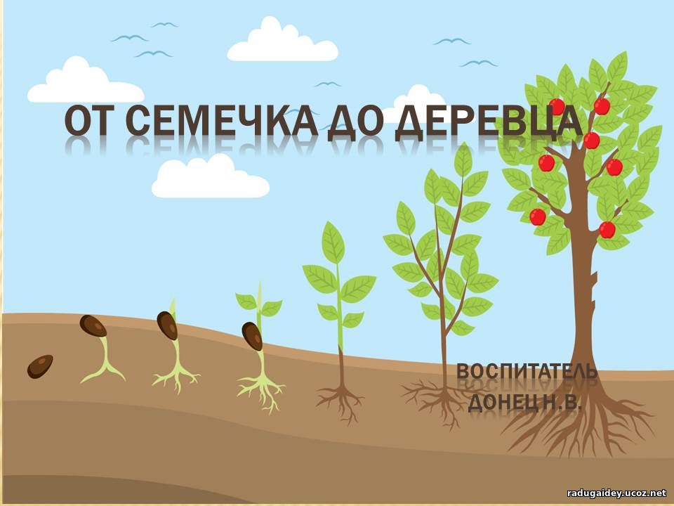 От семечка до деревца